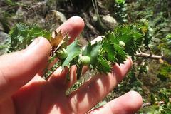 Cliffortia reniformis