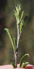 Psoralea rubicunda