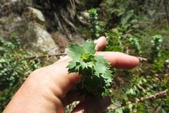 Cliffortia reniformis