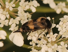 Variimorda villosa