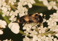 Variimorda villosa