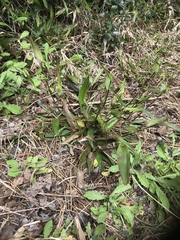 Dichanthelium commutatum