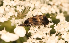 Variimorda villosa