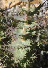 Berkheya cruciata cruciata