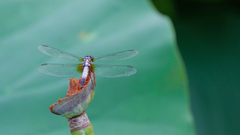 Orthetrum albistylum