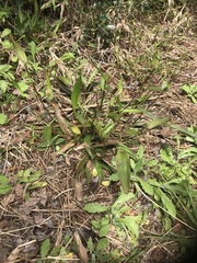 Dichanthelium commutatum