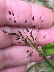 Dichanthelium commutatum