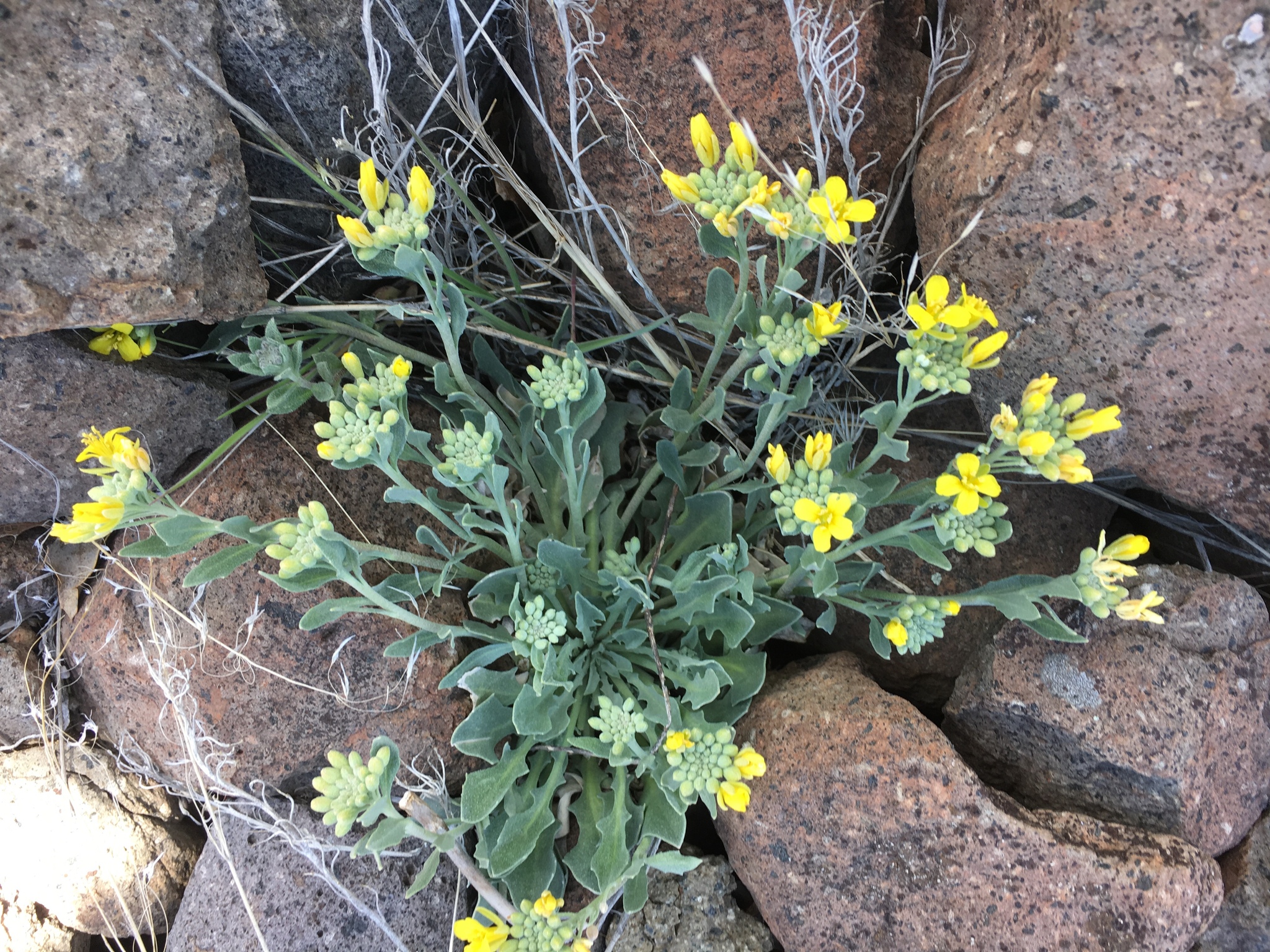 Physaria vitulifera