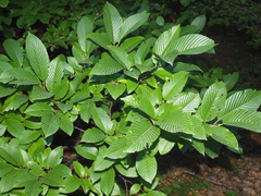 Rhamnus fallax