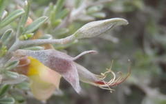 Lotononis dahlgrenii