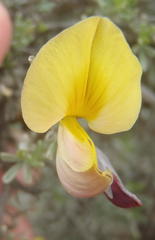 Lotononis dahlgrenii