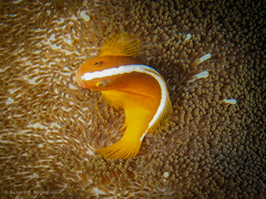 Amphiprion sandaracinos