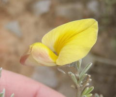 Lotononis dahlgrenii