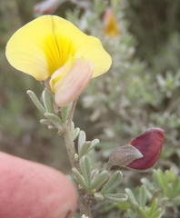 Lotononis dahlgrenii