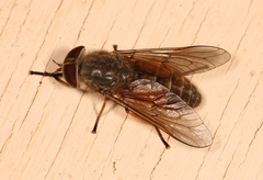 Hybomitra solstitialis