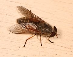 Hybomitra solstitialis