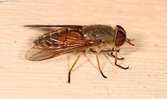 Hybomitra solstitialis