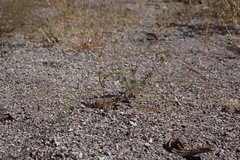 Oxytheca dendroidea dendroidea