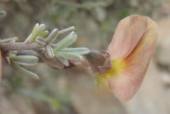 Lotononis dahlgrenii