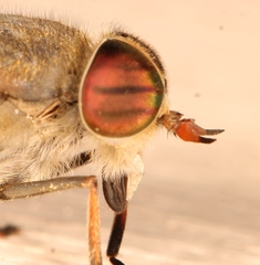 Hybomitra solstitialis