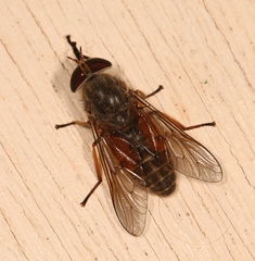 Hybomitra solstitialis