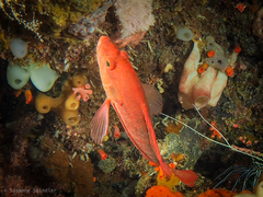 Cephalopholis spiloparaea