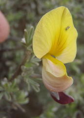 Lotononis dahlgrenii