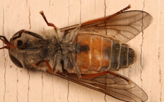Hybomitra solstitialis