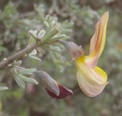 Lotononis dahlgrenii