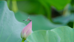 Orthetrum albistylum