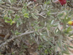 Lotononis dahlgrenii