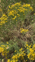 Gutierrezia sarothrae