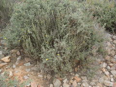 Lotononis dahlgrenii