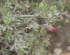 Lotononis dahlgrenii