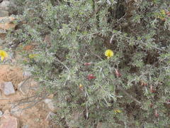 Lotononis dahlgrenii