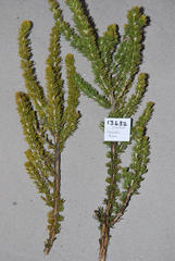 Aspalathus shawii shawii