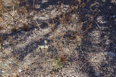 Oxytheca dendroidea dendroidea