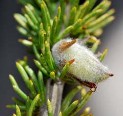 Aspalathus shawii shawii