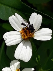 Frieseomelitta paupera