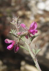 Indigofera declinata