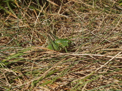 Psorodonotus illyricus