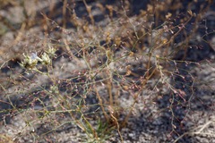 Oxytheca dendroidea dendroidea