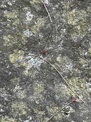 Leiobunum aldrichi