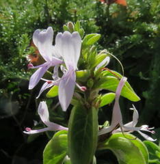 Hypoestes aristata