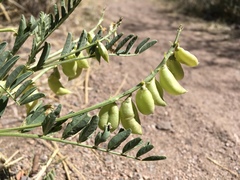 Astragalus allochrous