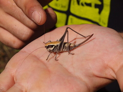 Pholidoptera dalmatica