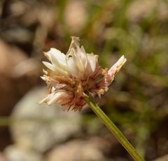 Trifolium pallescens
