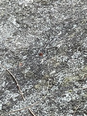 Leiobunum aldrichi