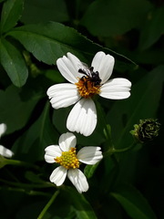 Frieseomelitta paupera