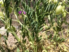 Astragalus allochrous